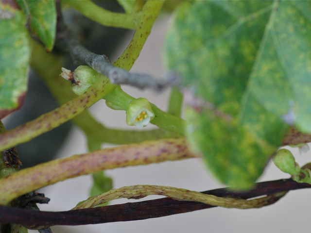 Cuscuta exaltata (Tree dodder) #28722