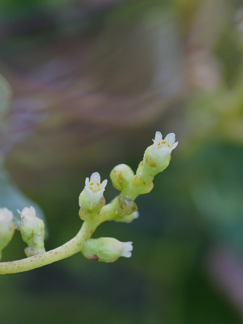 Cuscuta exaltata (Tree dodder) #28724