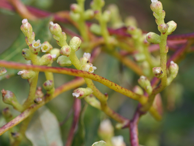 Cuscuta exaltata (Tree dodder) #28725