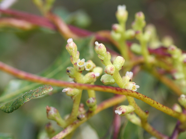 Cuscuta exaltata (Tree dodder) #28726