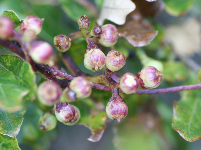 Cuscuta exaltata (Tree dodder) #28727