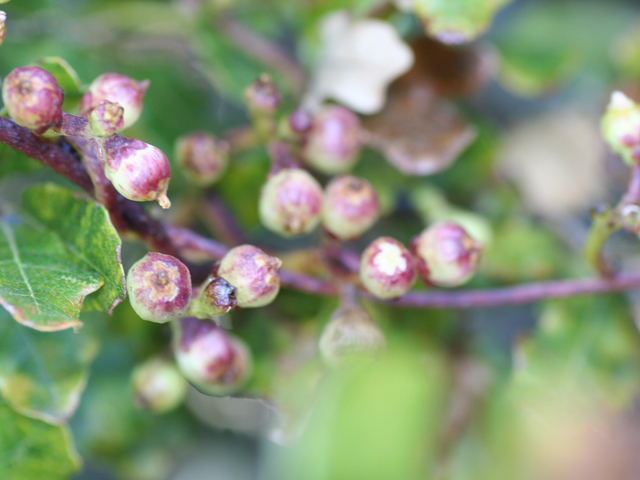 Cuscuta exaltata (Tree dodder) #28728