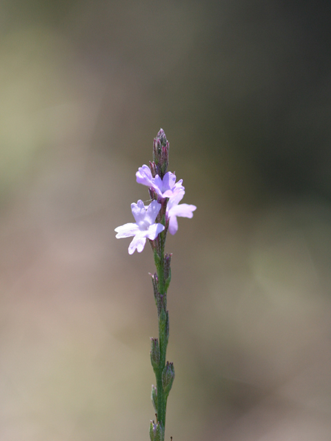 Verbena halei (Texas vervain) #28730