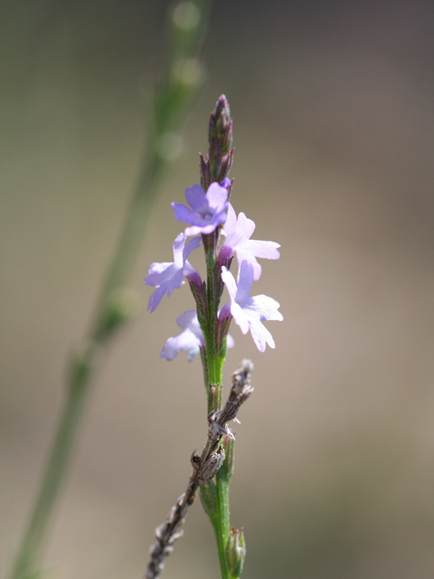 Verbena halei (Texas vervain) #28731