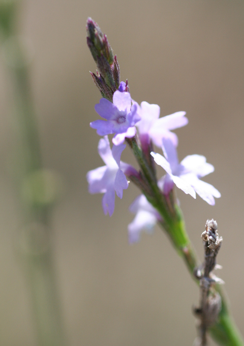 Verbena halei (Texas vervain) #28732