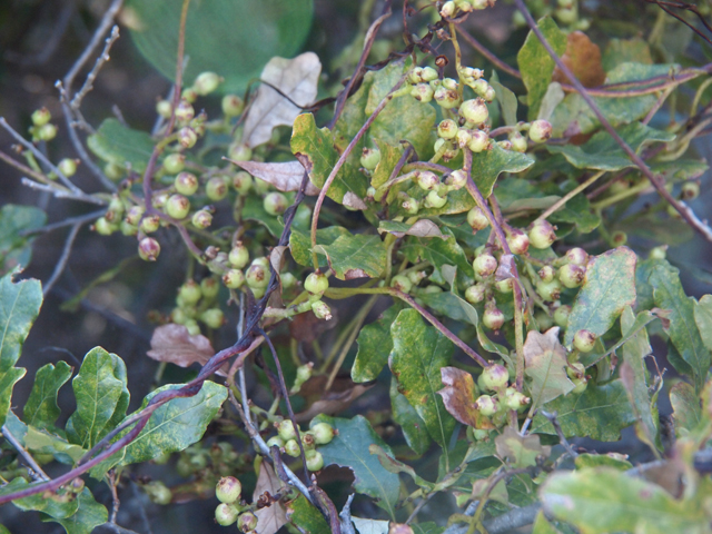 Cuscuta exaltata (Tree dodder) #28738