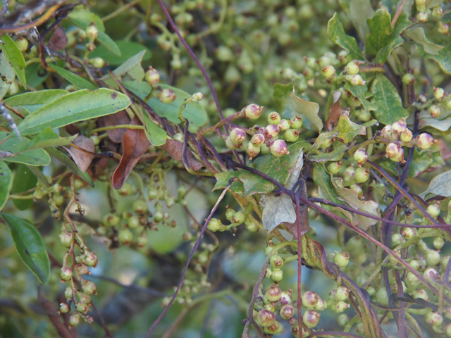 Cuscuta exaltata (Tree dodder) #28739