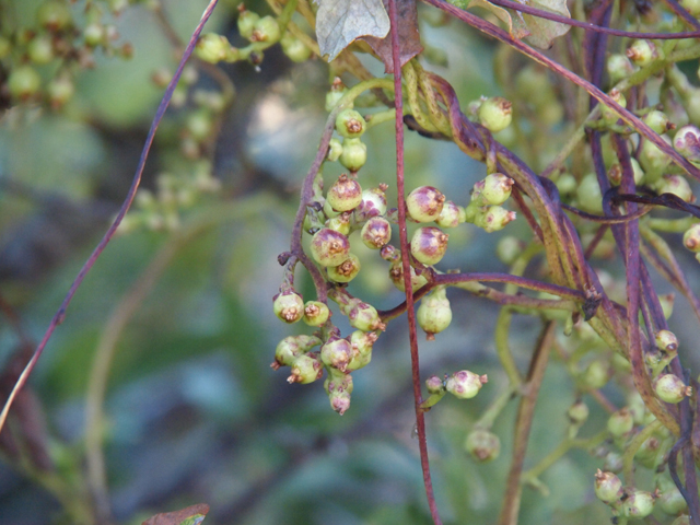 Cuscuta exaltata (Tree dodder) #28740