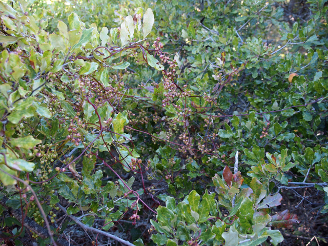 Cuscuta exaltata (Tree dodder) #28741