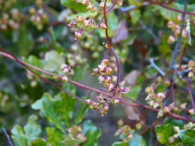 Cuscuta exaltata (Tree dodder) #28742