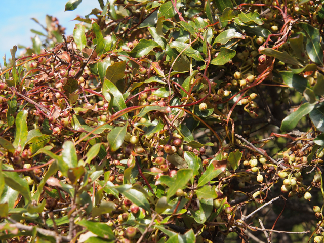 Cuscuta exaltata (Tree dodder) #28792