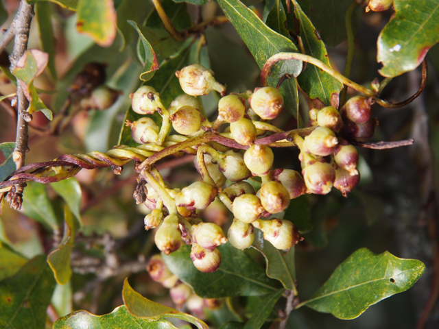 Cuscuta exaltata (Tree dodder) #28793