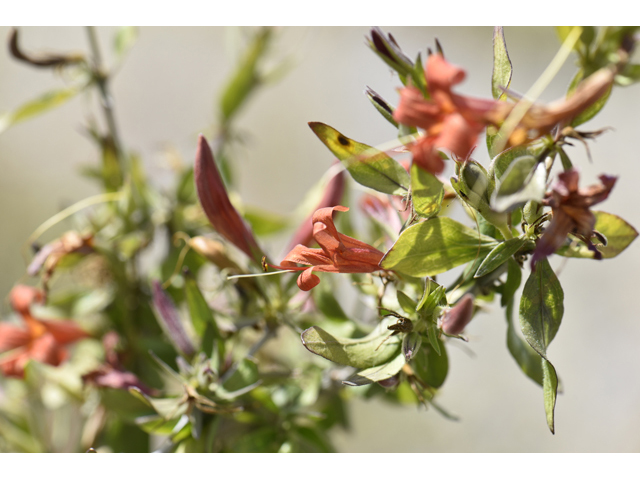 Anisacanthus thurberi (Thurber's desert honeysuckle) #46503