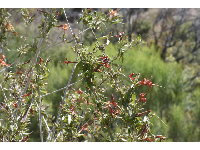 Anisacanthus thurberi (Thurber's desert honeysuckle) #46506