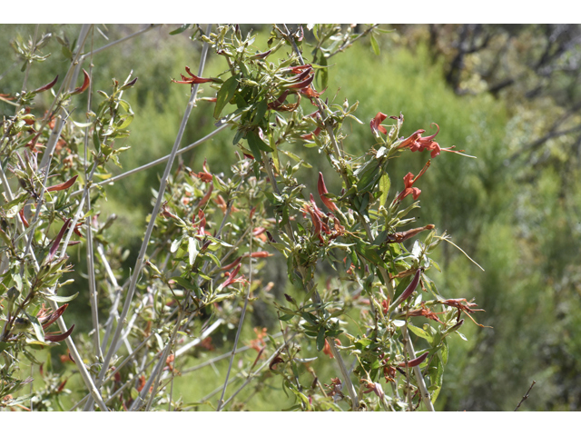 Anisacanthus thurberi (Thurber's desert honeysuckle) #46507