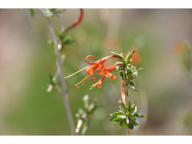 Anisacanthus thurberi (Thurber's desert honeysuckle) #46520