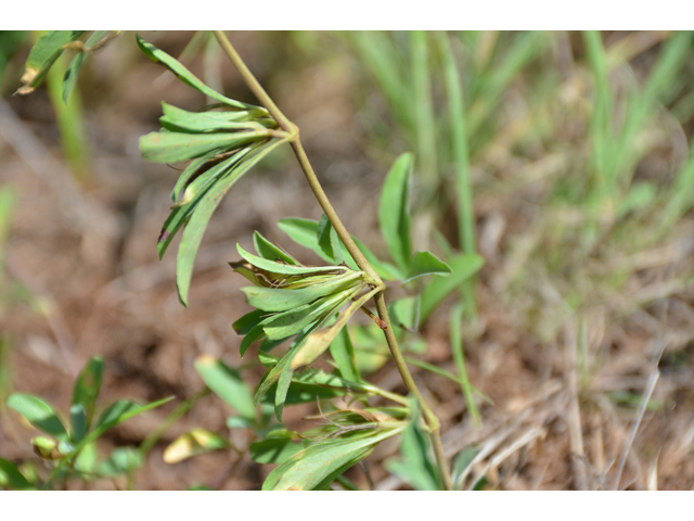 Dyschoriste schiedeana var. decumbens (Spreading snakeherb) #46527