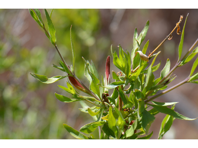 Anisacanthus thurberi (Thurber's desert honeysuckle) #46529