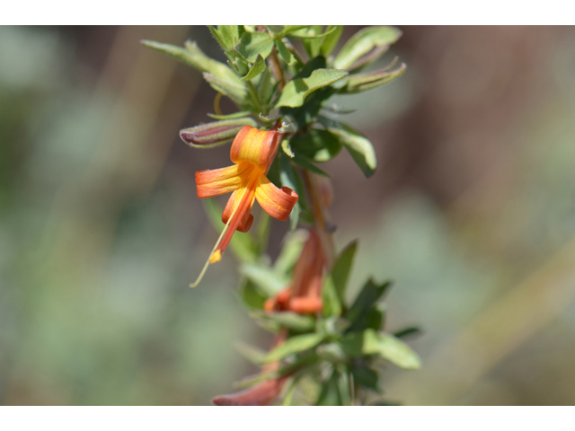 Anisacanthus thurberi (Thurber's desert honeysuckle) #46532