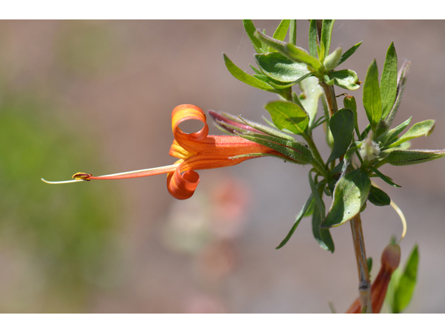 Anisacanthus thurberi (Thurber's desert honeysuckle) #46533