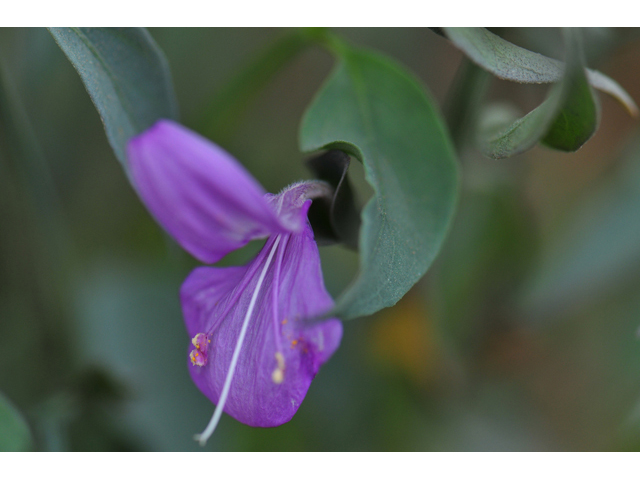 Dicliptera resupinata (Arizona foldwing) #46538