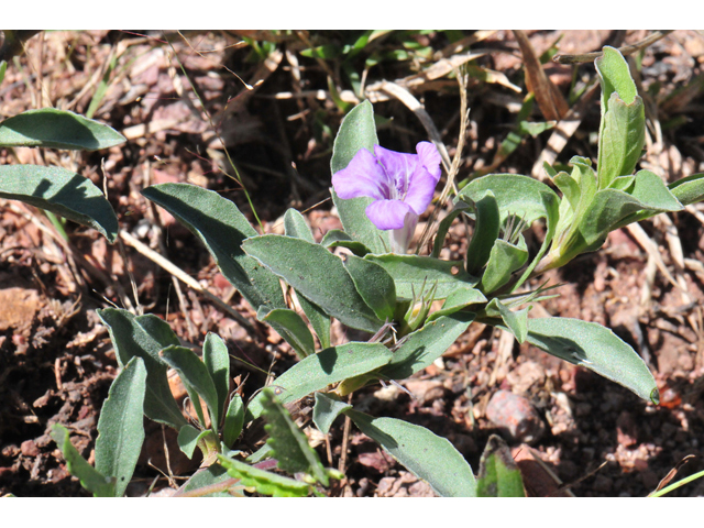 Dyschoriste schiedeana var. decumbens (Spreading snakeherb) #46543