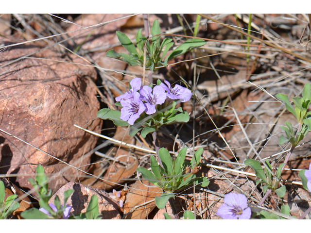 Dyschoriste schiedeana var. decumbens (Spreading snakeherb) #46548