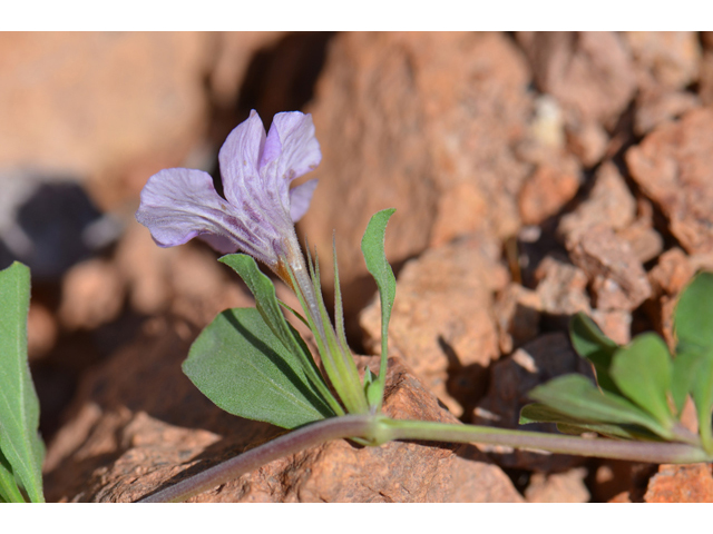 Dyschoriste schiedeana var. decumbens (Spreading snakeherb) #46551