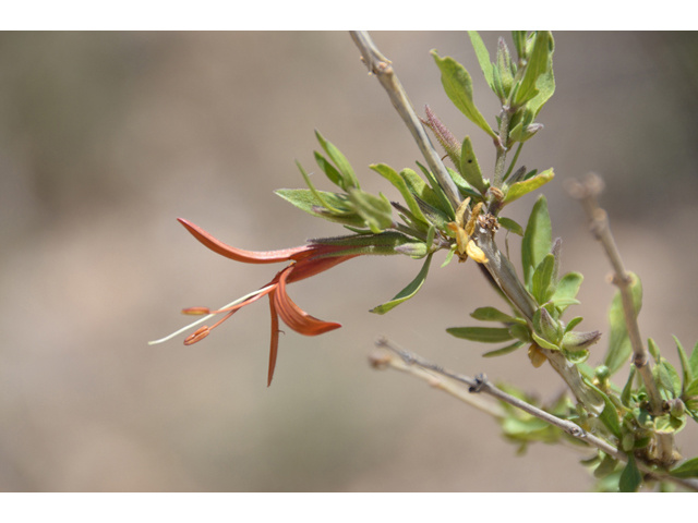 Anisacanthus thurberi (Thurber's desert honeysuckle) #46575