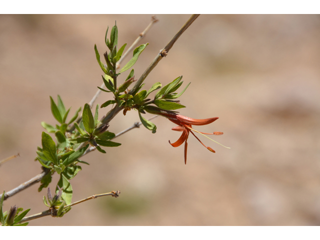 Anisacanthus thurberi (Thurber's desert honeysuckle) #46577