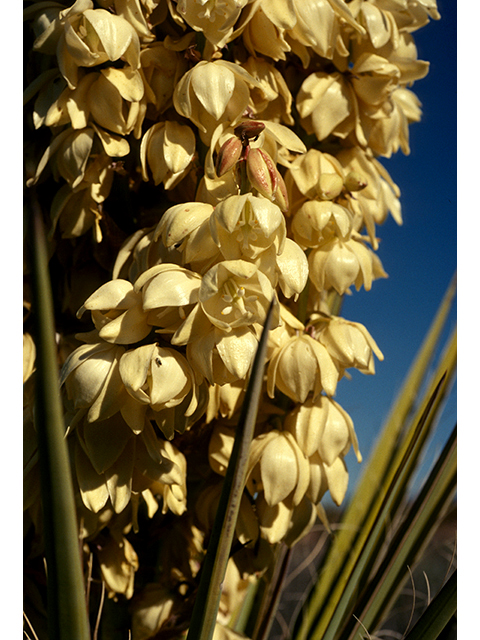 Yucca torreyi (Torrey yucca) #68130