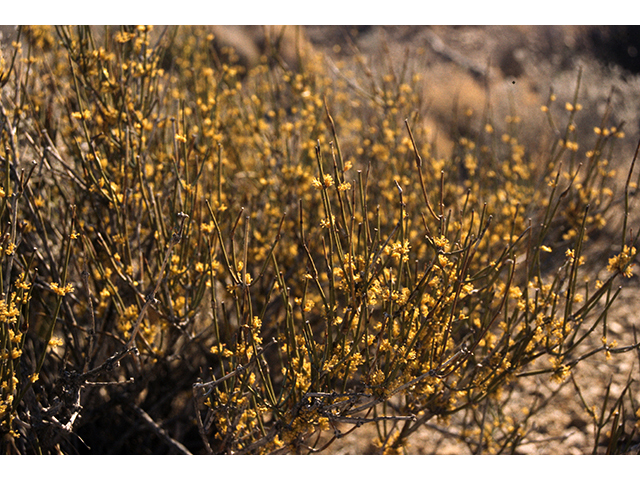 Ephedra aspera (Rough jointfir) #68134