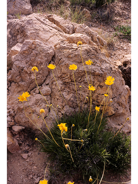 Encelia scaposa (Onehead brittlebush) #68145