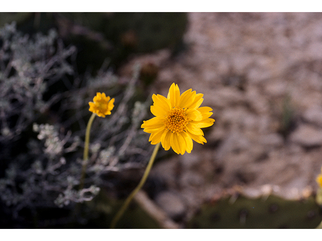 Encelia scaposa (Onehead brittlebush) #68146