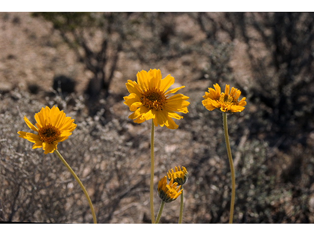 Encelia scaposa (Onehead brittlebush) #68148