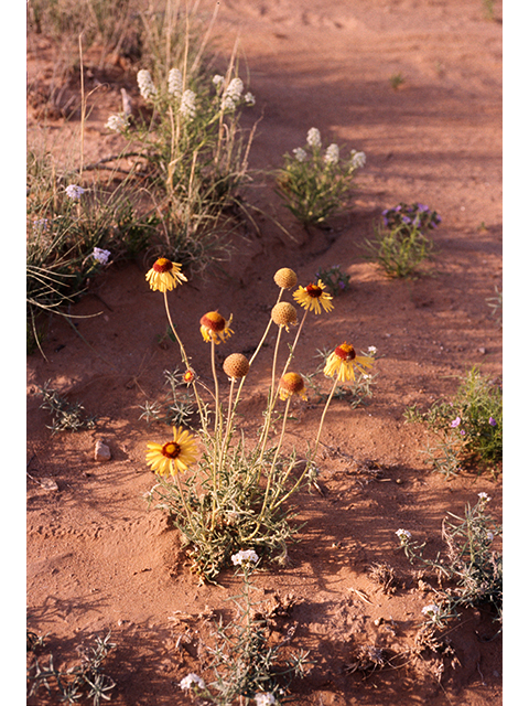 Gaillardia pinnatifida (Red dome blanketflower) #68153