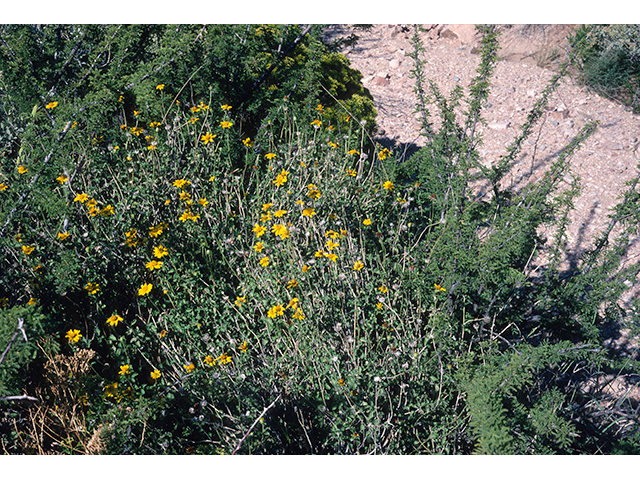 Jefea brevifolia (Shortleaf jefea) #68154