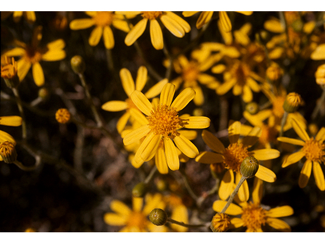 Senecio flaccidus (Threadleaf ragwort) #68161