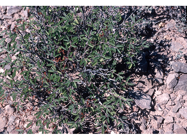 Calliandra conferta (Rio grande stickpea) #68193