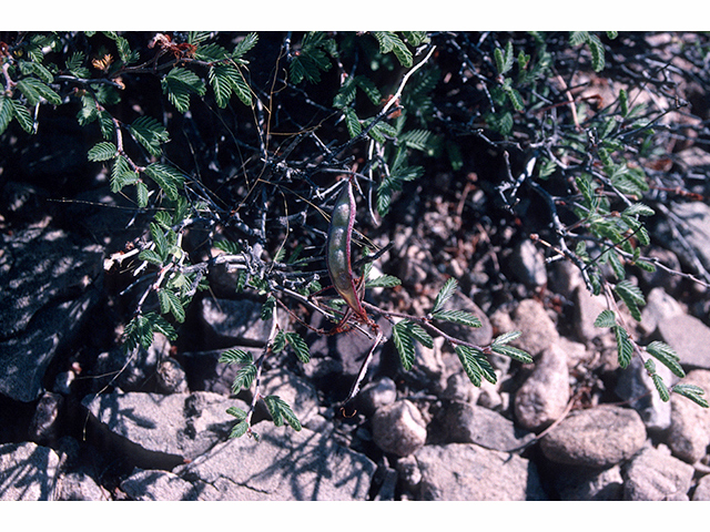 Calliandra conferta (Rio grande stickpea) #68194