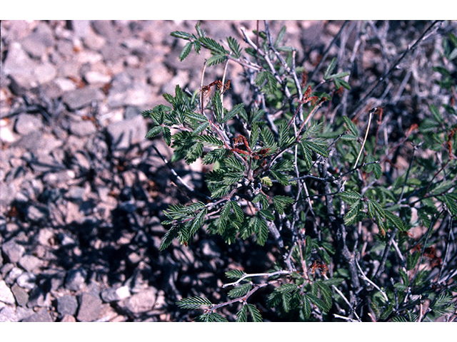 Calliandra conferta (Rio grande stickpea) #68195