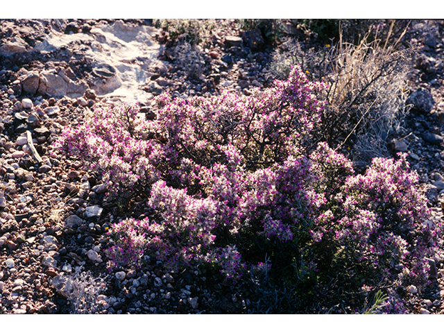 Dalea formosa (Featherplume) #68196