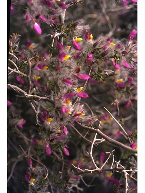 Dalea formosa (Featherplume) #68197