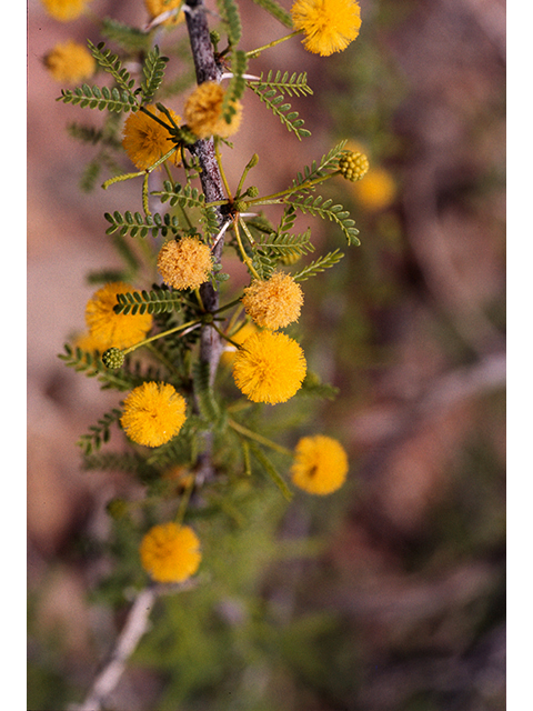 Vachellia vernicosa (Viscid acacia) #68208