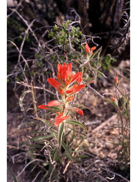 Castilleja integra (Wholeleaf indian paintbrush) #68231