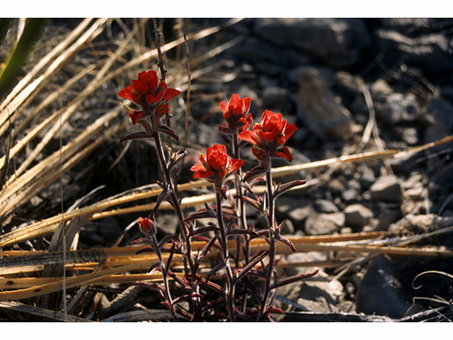 Castilleja integra (Wholeleaf indian paintbrush) #68233