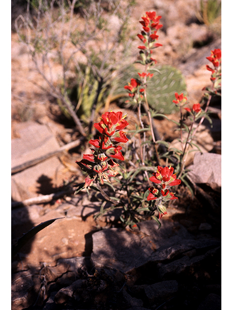 Castilleja rigida (Rigid indian paintbrush) #68234