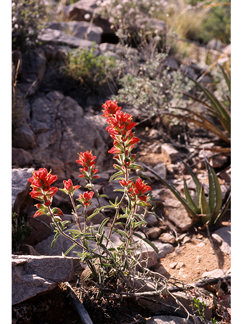 Castilleja rigida (Rigid indian paintbrush) #68235