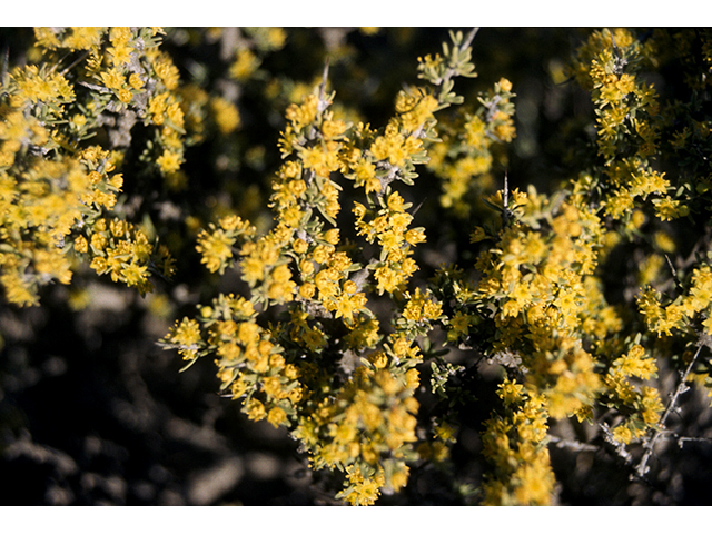 Condalia ericoides (Javelina bush) #68237