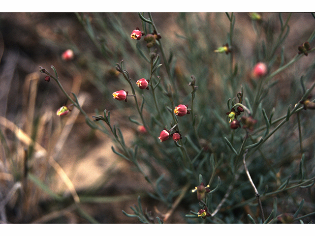 Thamnosma texana (Texas desert-rue) #68247